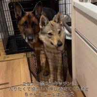 キッチンに入りたいダズくん＆ベネッタちゃん2