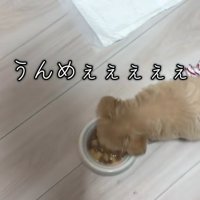 ごはんを食べ始めるきびちゃん