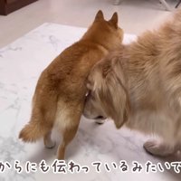 おからちゃんも心配そう