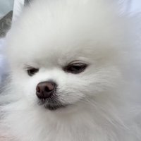 飼い主の腕の中で下を向く犬