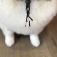 胸毛もフワフワに…！
