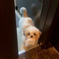 飼い主さんを見るよもぎくん