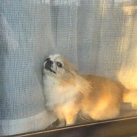 ひめちゃんのお出迎え6