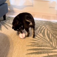 ボールで遊ぶもずくくん