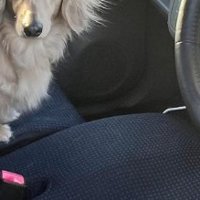 助手席にいるまろんちゃん