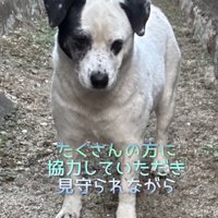 手を見つめる野良犬