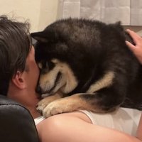 おでこを息子さんの顔にくっつける黒柴
