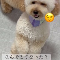 色が薄くなったふくくん2