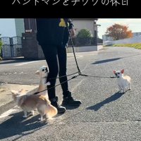 チワワ3匹とお散歩