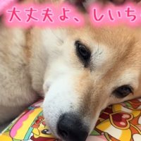 毛布にくるまる柴犬