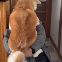 抱っこされるおはるちゃん