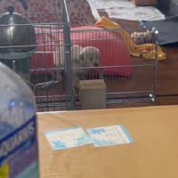 1羽だけ取り残されちゃった