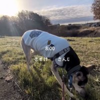 草むらを歩く犬