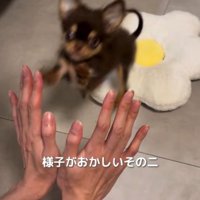 クッションの上から飼い主の方へ飛び跳ねる子犬