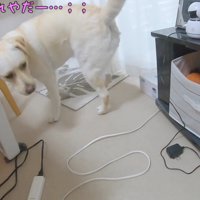 ハーネスが嫌で逃げてしまいました