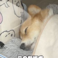 起きてる姿を見られたらラッキー