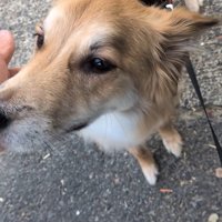 外で待機中のもかちゃん