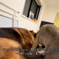 DAZくんと子犬