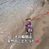 海辺を歩くジャックラッセルテリア