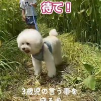 「待て」というと…