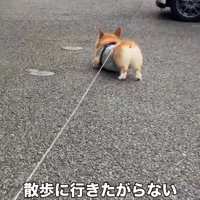 散歩拒否するジノくん