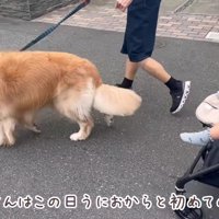 お散歩も一緒に行ってくれた