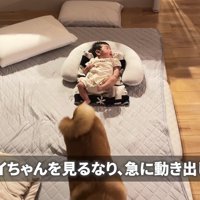 むぎちゃんが来ると…