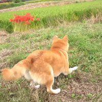 「早くこっちにきて！」