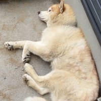 飼い主に見つめられながら遠くを眺める茶色い犬