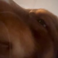 飼い主さんを起こすコロくん10