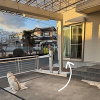 お散歩中は猫のものに！