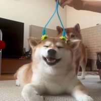 マッサージされる犬2