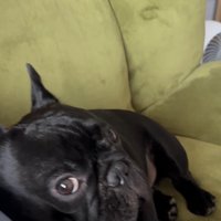 お留守番を察したジェットくん5