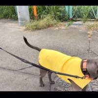 立ち止まるあおいくん