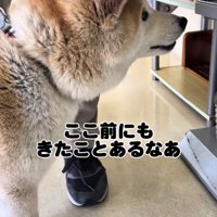 棚を見つめる犬