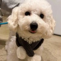 マフラーを着けた犬