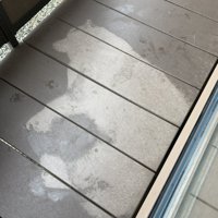 犬拓