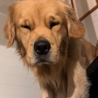 目を瞑るゴールデンレトリバー