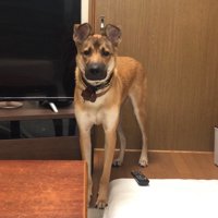 ハイエナのような犬