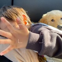 べったりくっつく人間の子どもとゴールデンレトリバーパピー