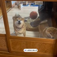 最後は「わおーん」と遠吠え