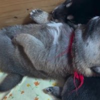 茶谷ちゃんが枕になってる！