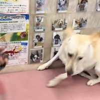 首輪が抜ける