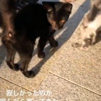 人懐こく着いてきた