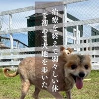 草の上で遊ぶ、毛が抜けた犬