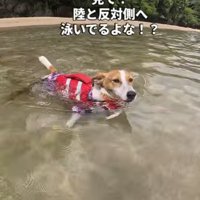 海を泳ぐジャックラッセルテリア