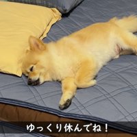 ポメくんも寝たと思いきや…