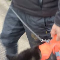 抱えられる犬アップ2