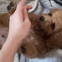 手にじゃれる犬