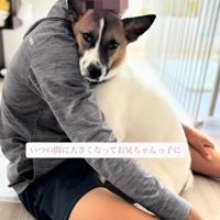 お兄ちゃんに寄りかかる犬